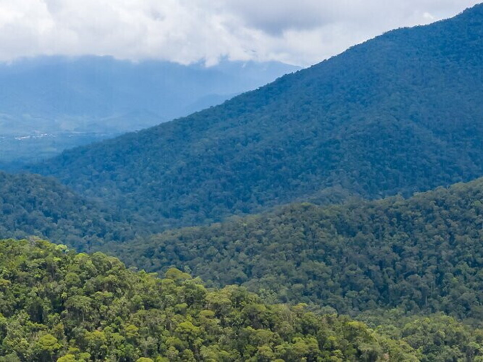 Bird thought to be extinct sighted in Borneo
