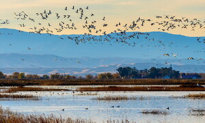 World Migratory Bird Day 2021