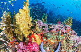 Giornata Mondiale della Biodiversità 2020