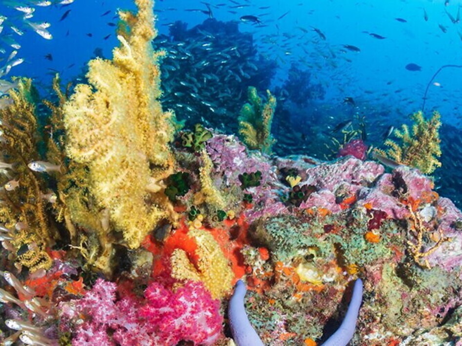 Giornata Mondiale della Biodiversità 2020