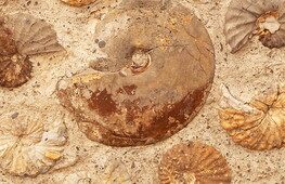 I Neanderthal e la passione per il collezionismo