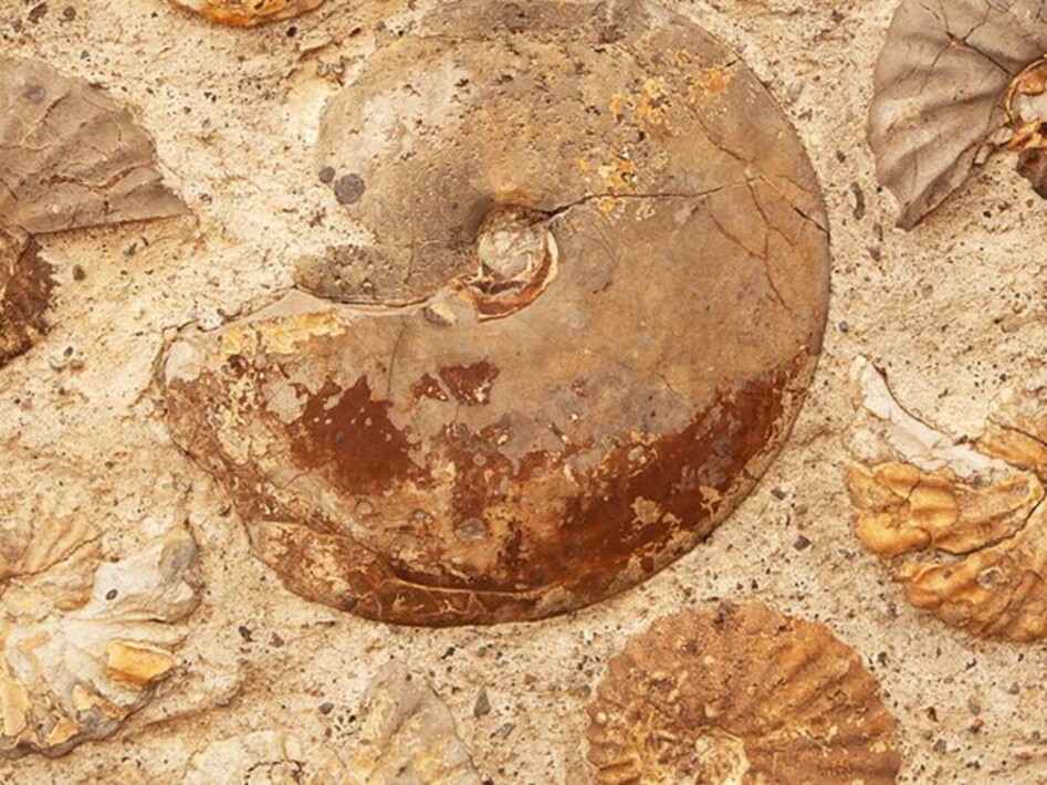 I Neanderthal e la passione per il collezionismo