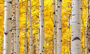 La colla di Neandertha