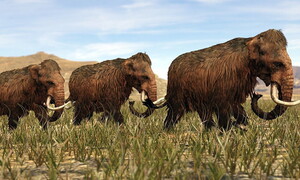 Ricostruita la struttura dei cromosomi di mammut