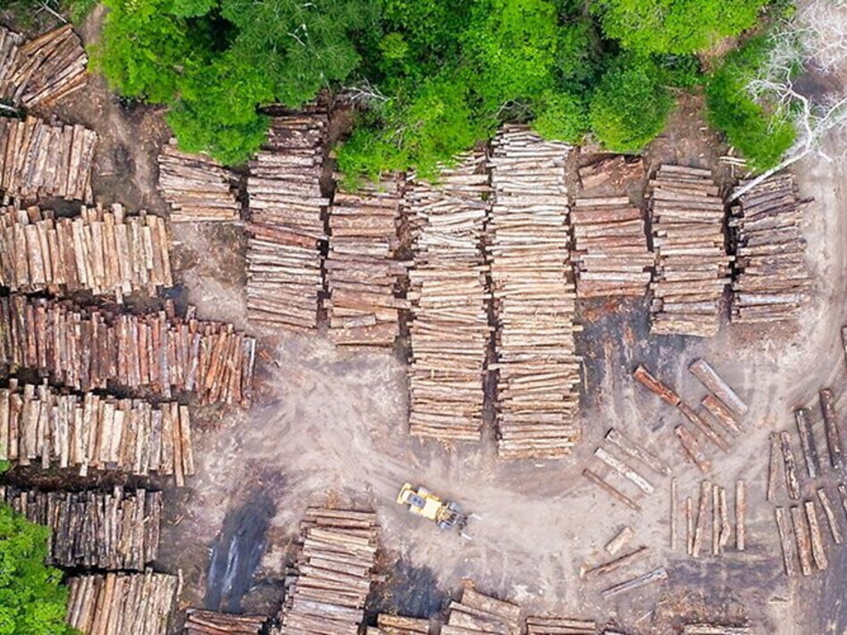 FAO: rallenta la perdita forestale grazie all'aumento delle politiche sostenibili
