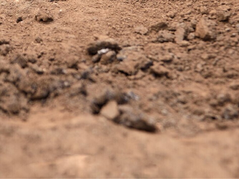 Finalmente un volto per Shanidar: la donna di Neanderthal