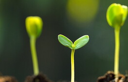 Il 2020 è l’anno internazionale della salute delle piante