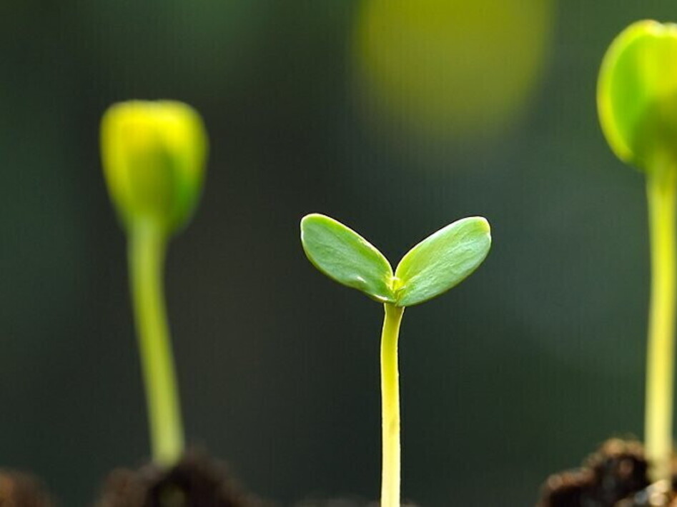 2020 is the International Year of Plant Health