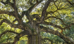 Alberi a rischio estinzione