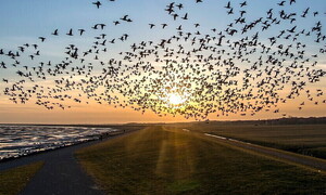 Pubblicata la Lista Rossa europea degli uccelli