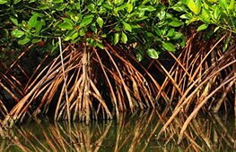 Mangrovie, dove la foresta incontra il mare