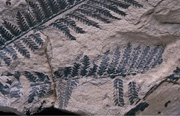 Datazione al radiocarbonio