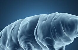 Dai tardigradi il segreto dell’eterna giovinezza?