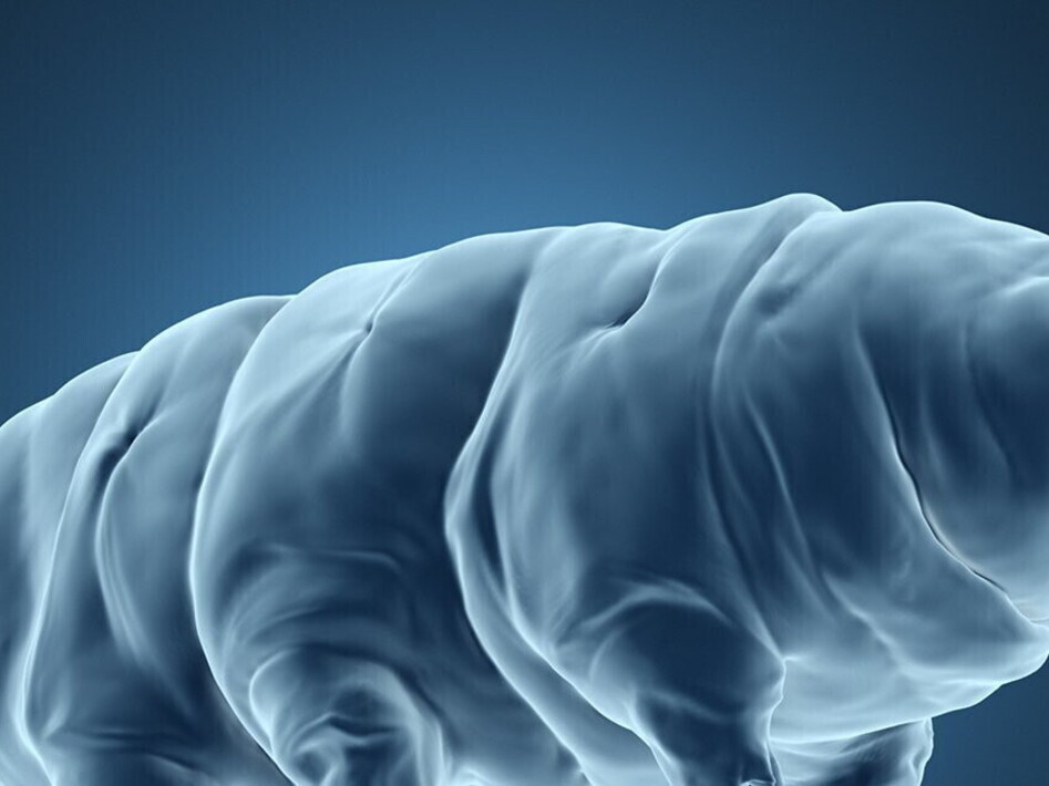 Dai tardigradi il segreto dell’eterna giovinezza?