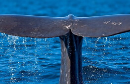 Talking like a cetacean