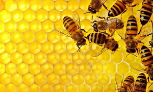 Giornata mondiale delle api 2021