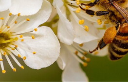 Pollinating insects at risk