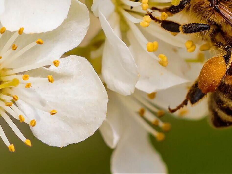 Pollinating insects at risk