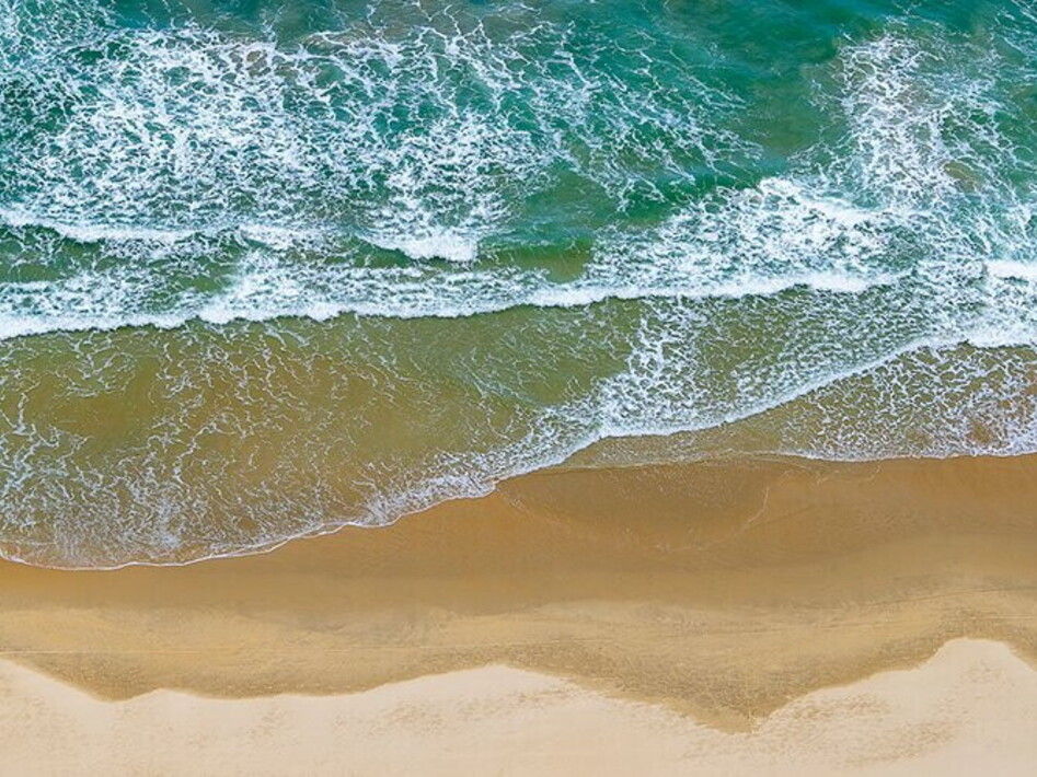 Discovery of a new shark species