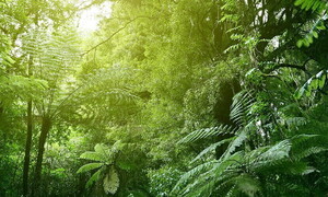  Tropical forests absorb less CO2 