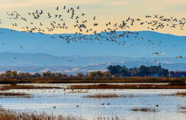 World Migratory Bird Day 2021