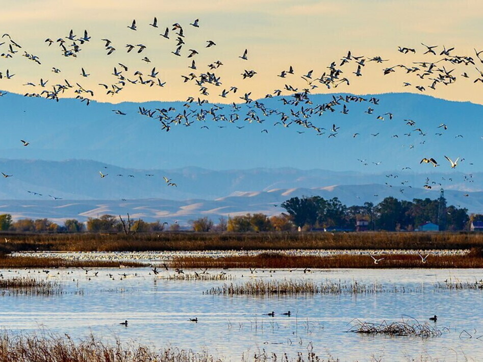Giornata Mondiale degli Uccelli Migratori