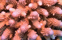 “Smart” patches developed to treat diseased corals