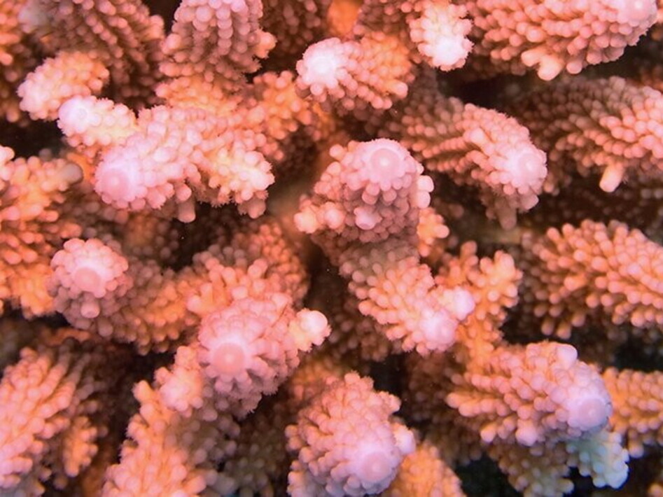 Ideati cerotti “smart” per curare i coralli malati