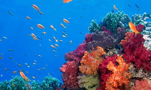 Five years after Cyclone Winston, Fiji’s corals are reviving