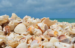 Let's leave shells on the beach 