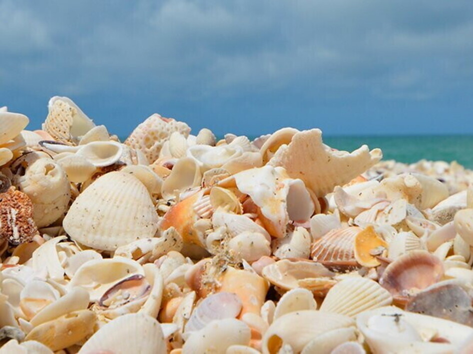  Let's leave shells on the beach 
