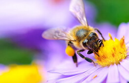 Giornata mondiale delle api