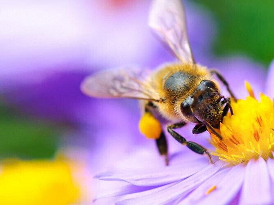 Giornata mondiale delle api