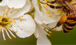 Insetti impollinatori a rischio