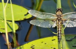 Endangered dragonflies and threatened wetlands