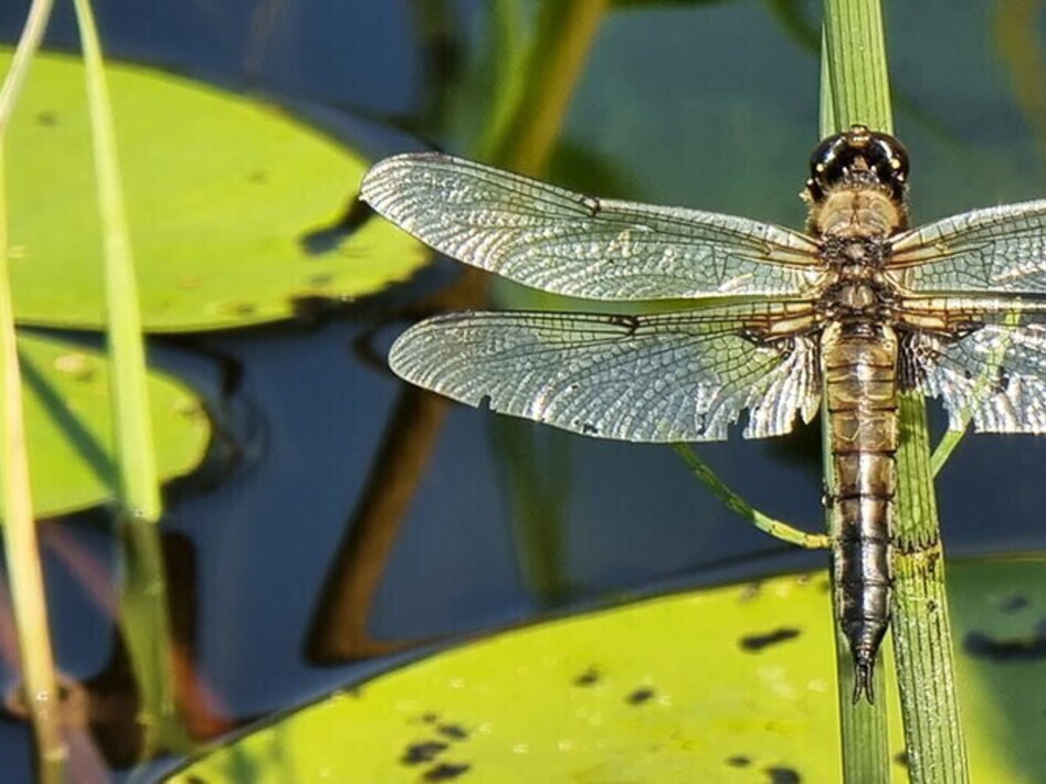 Endangered dragonflies and threatened wetlands