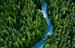 Giornata Internazionale delle Foreste 2024