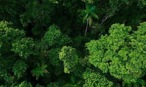 How much forest did we use today? 