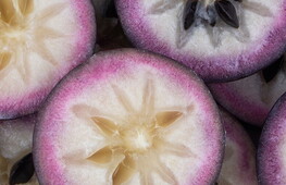 Osservata raganella impollinatrice