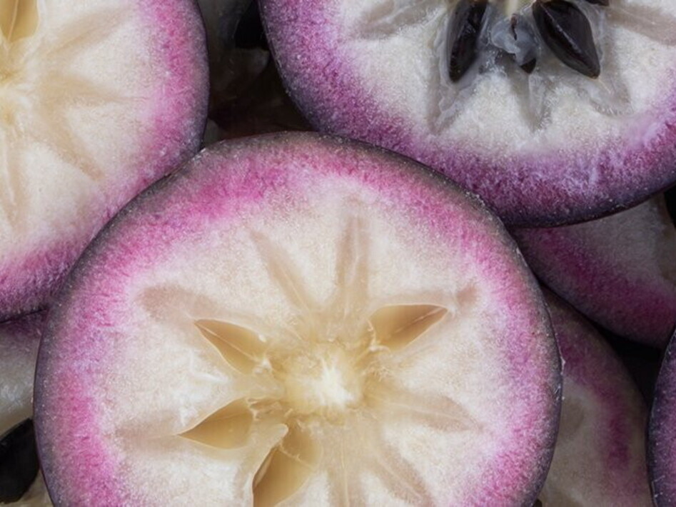 Pollinating tree frogs observed