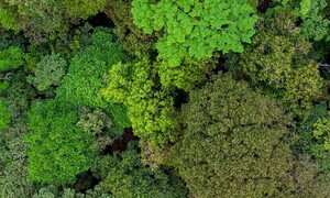 The Amazon rainforest is in danger