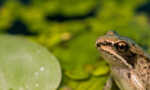 Frogs freeze to survive the winter