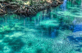 Giornata Internazionale per la Conservazione dell’Ecosistema delle Mangrovie