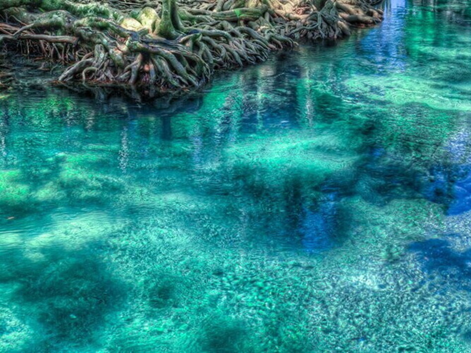 Giornata Internazionale per la Conservazione dell’Ecosistema delle Mangrovie