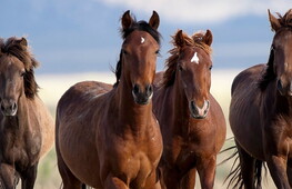 Intelligenza al galoppo