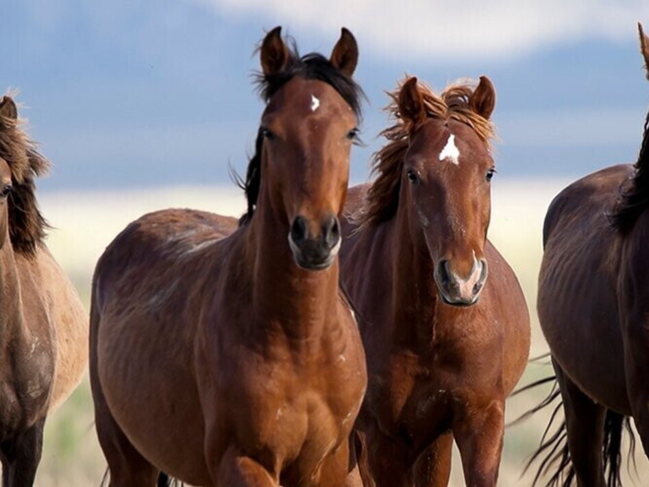 Galloping Intelligence