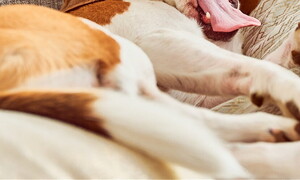 Why is yawning contagious?