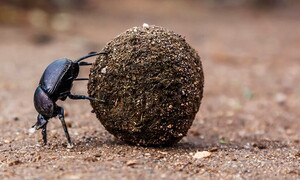 From the stars to the stables