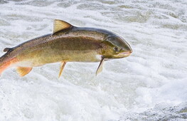 Giornata Mondiale della Migrazione dei Pesci