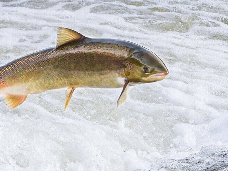 Giornata Mondiale della Migrazione dei Pesci